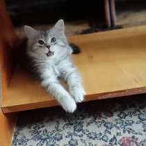 Котята Персидские-Метисы, в г.Тирасполь