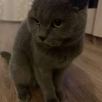 Отдам кошку в добрые руки!!!, в Барнауле