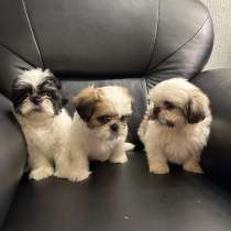 Reinrassiger Shih-Tzu Welpen!, в г.Datzeroth