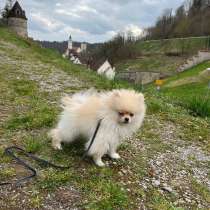Zwergspitz Pomerian Карликовый Шпитц, в г.Dornstetten