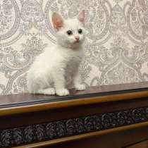 Котёнок в добрые руки ?, в Махачкале