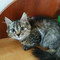 Шотландский котик хайленд, в Симферополе