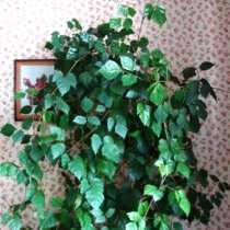 Комнатные цветы берёзка вьюнок роициссус росток, в г.Могилёв