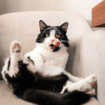 Любопытный котик Бурбон в добрые руки!, в Москве