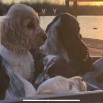 Английский кокер-спаниель щенки, в г.Белград