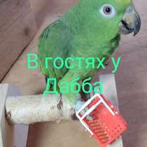 Амазоны птенцы говорящие выкормыши и солнечные аратинги от з, в Щелково