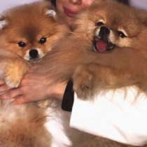 Шпиц (вязка), в Самаре