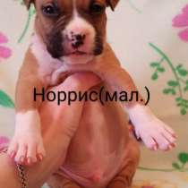 Малыши Амстаффтерьера ркф, в Москве