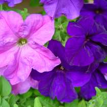 Продам рассаду петуньи, бархатцев, в Екатеринбурге