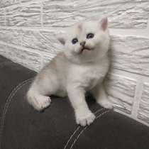 Шотландские шиншилловые котята, в г.Гомель