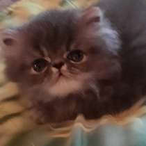 Персидские голубые котятки, в Хабаровске