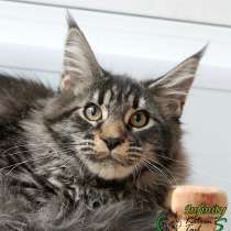 Мейн-Кун Девочка Инфинити, в Санкт-Петербурге