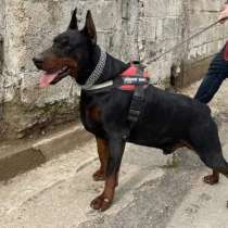 Собака, в г.Адана