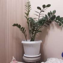 Комнатное растение, в Тюмени