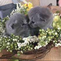 Продаються кошенята британці, в г.Стрый