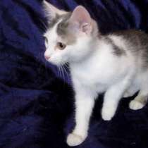 Замурчательный домашний котенок (девочка), в г.Усть-Каменогорск