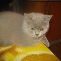 Клубные подрощенные котята, в Москве