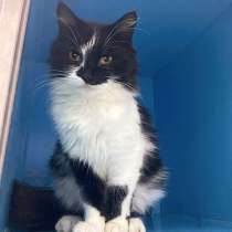 Брошенная на даче, молодая ласковая кошечка Поночка ищет дом, в Москве