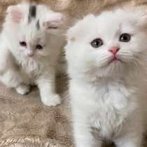 Шотландский белый вислоухий котёнок / Scottish Fold (white), в г.Ереван