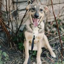 ЩЕНКИ ИЗ УСЫПАЛКИ В ДАР! ИЩУТ ДОМА ИЛИ ПЕРЕДЕРЖКУ!, в г.Минск