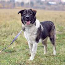 Обаятельнейший Турин, молодой, добрый и компанейский пес, в Москве