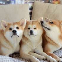 Акита ину, в г.Минск