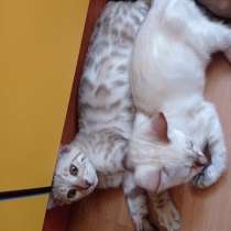 Продам котят бенгалов, в г.Брест