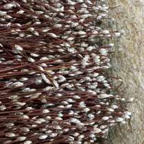 Продам вербу краснотал, в Соликамске