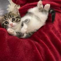 Котёнок, в Махачкале