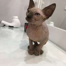 Канадский сфинкс, в Москве