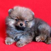 Шпиц померанский девочка, в Санкт-Петербурге