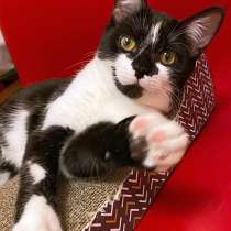 Море обаяния и позитива, домашний котенок Малинка в дар, в Москве