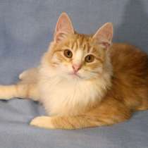 Веселый озорник Бемби, чудесный котенок-подросток в дар, в Москве