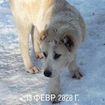 Алабай, в Владикавказе