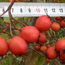 Крупноплодный Боярышник Арнольда. Доставка по России, в Томске