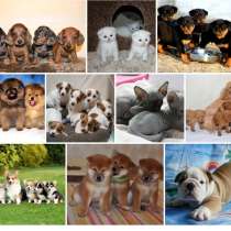 Питомник щенков и котят Пермь, в Перми