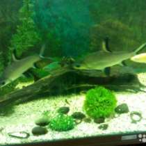 Акулий балу и Радужница, в Москве