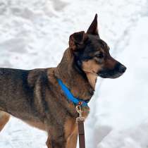 Бывшедомашний очень умный и ласковый песик ищет хозяев, в Москве