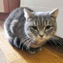 Ласковый и нежный молодой полосатый котик Шпротик в дар, в Москве
