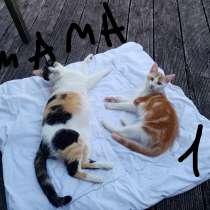 Продаём котиков, в г.Altenkirchen