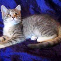 !!!Но где же сердце, что полюбит меня?, в г.Усть-Каменогорск