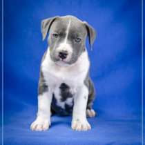 Девочка Стаффа щенок, в г.Бердичев