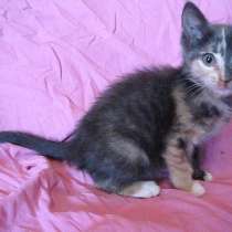 !!!Луна мур, мур!!!, в г.Усть-Каменогорск