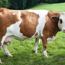 Закупаем коровы быки тёлки лошади, в Саранске