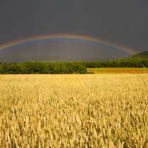 Продам 12,5 га земли в Емельяновском р-не, в Красноярске