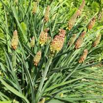 Многолетние цветы, в Краснодаре