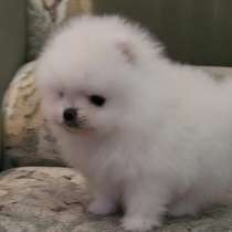 Померанский шпиц. Мини, в г.Essen