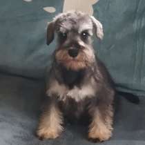 Цверг шнауцер. Перец с солью, в г.Aach