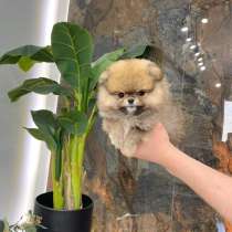 Малыши померанского шпица мини мишки ждут своих родителей, в г.Варшава