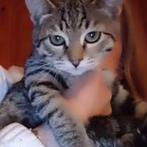 Полосатый котенок ищет дом, в Раменское